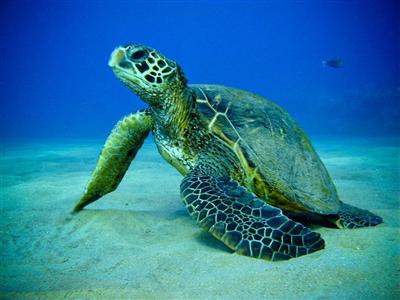 Green Sea Turtle on the ocean floor