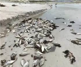 Moderate level of dead fish. Few hundred dead fish.