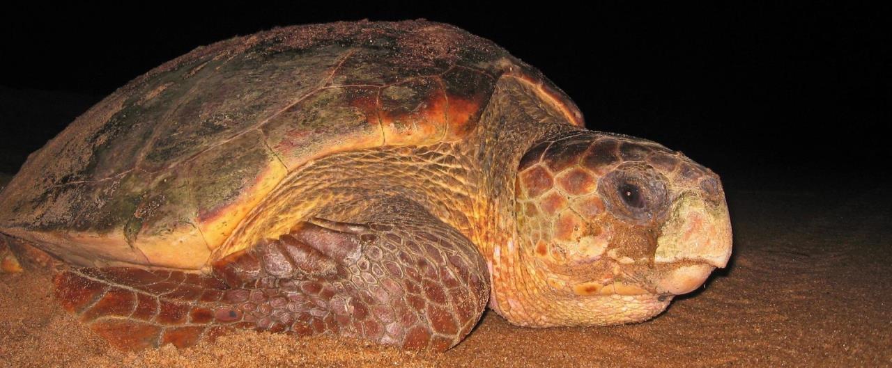 Picture of Loggerhead turtle