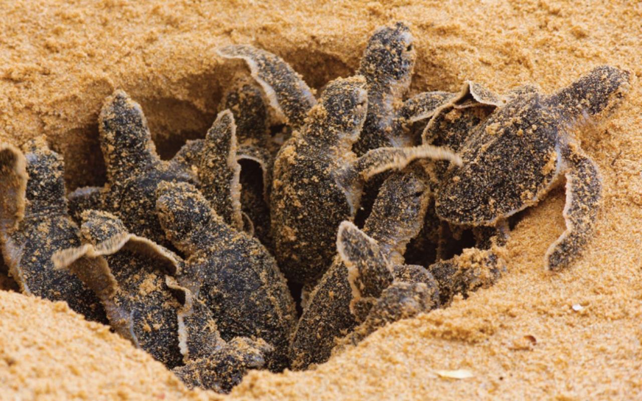 Picture of Hatchlings